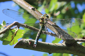 Wildlife sightings for 17th of July 2022